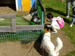 うさぎ