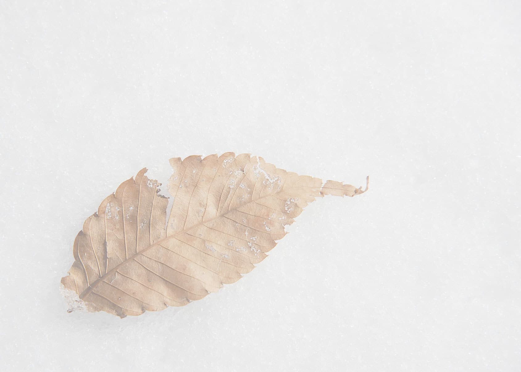 雪に落ち葉